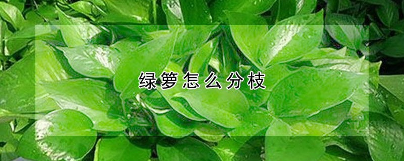 綠籮怎么分枝