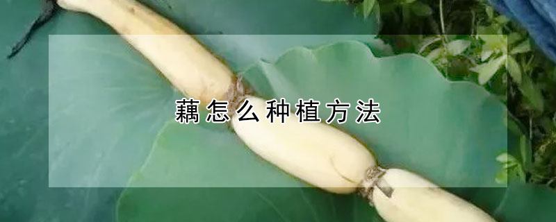 藕怎么種植方法