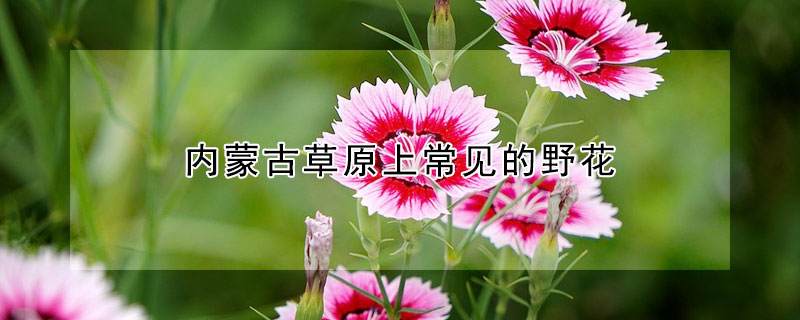 內蒙古草原上常見的野花