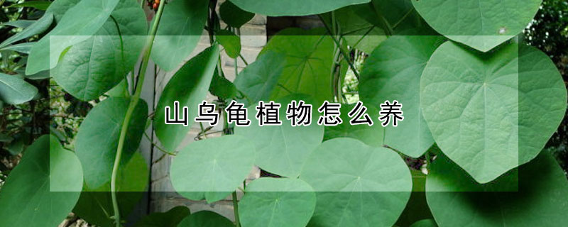 山烏龜植物怎么養