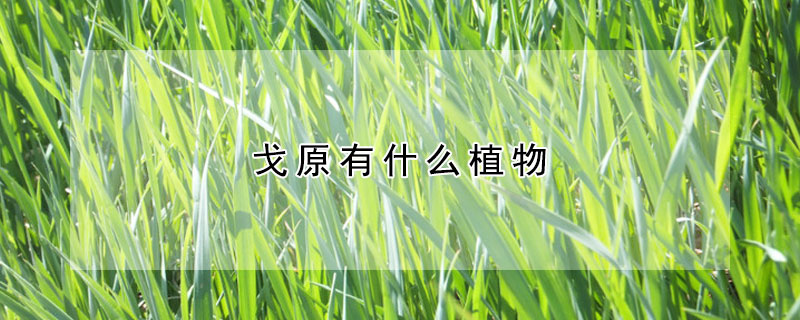 戈原有什么植物