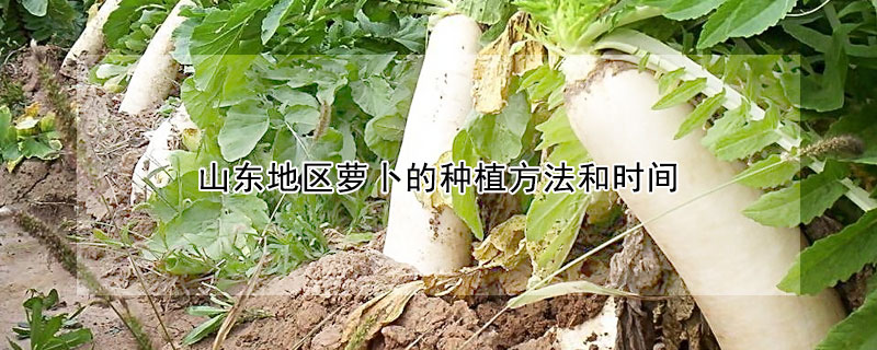 山東地區(qū)蘿卜的種植方法和時間