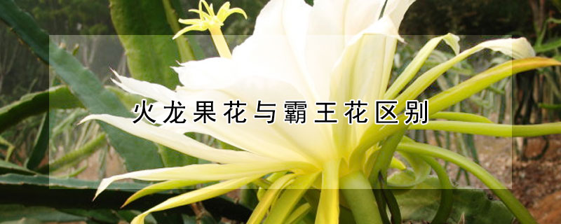 火龍果花與霸王花區(qū)別