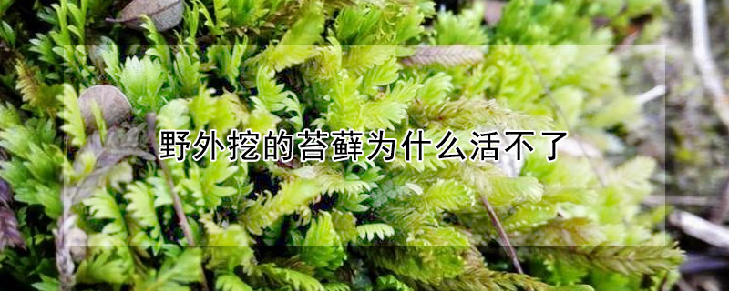 野外挖的苔蘚為什么活不了