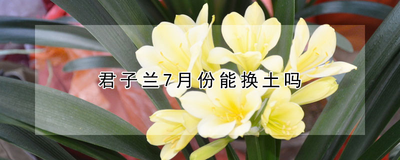 君子蘭7月份能換土嗎