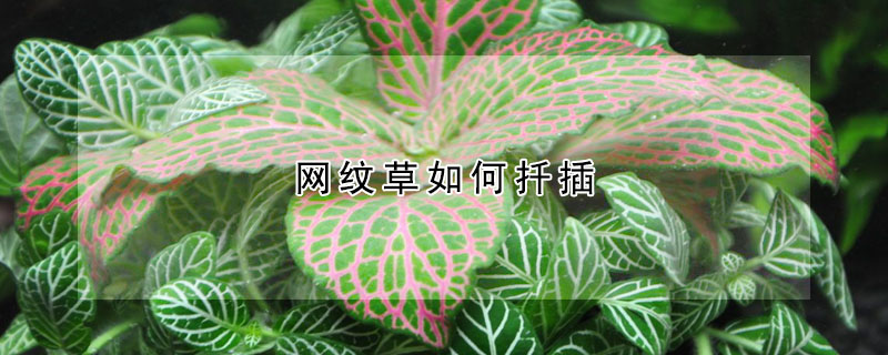 網(wǎng)紋草如何扦插