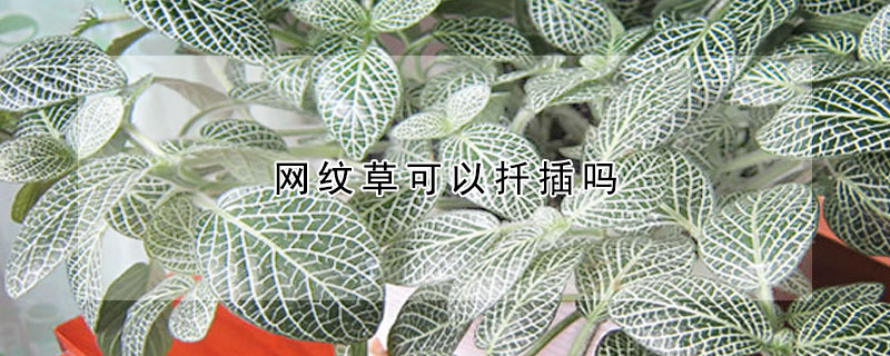 網紋草可以扦插嗎