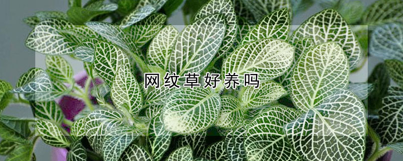 網(wǎng)紋草好養(yǎng)嗎