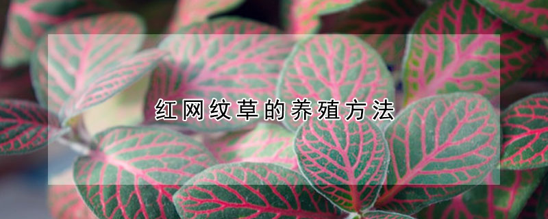 紅網(wǎng)紋草的養(yǎng)殖方法