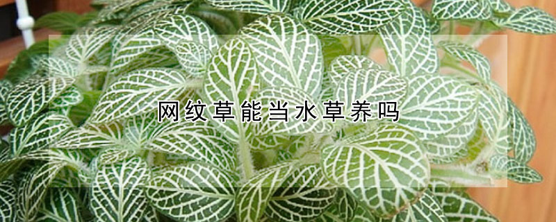 網紋草能當水草養嗎