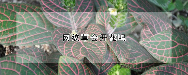 網紋草會開花嗎