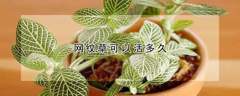 網(wǎng)紋草可以活多久