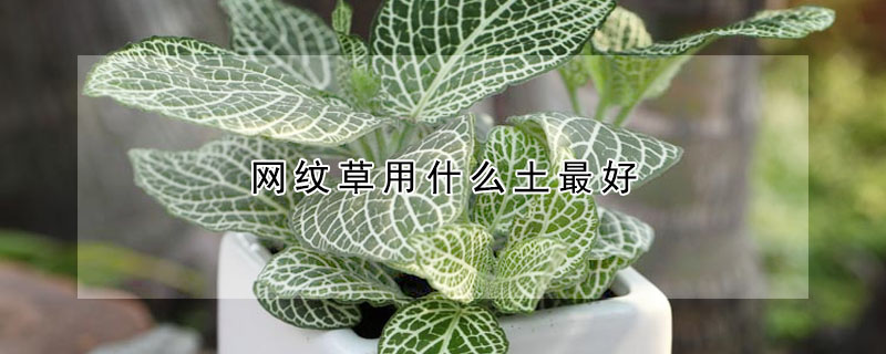 網紋草用什么土最好