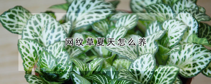 網(wǎng)紋草夏天怎么養(yǎng)