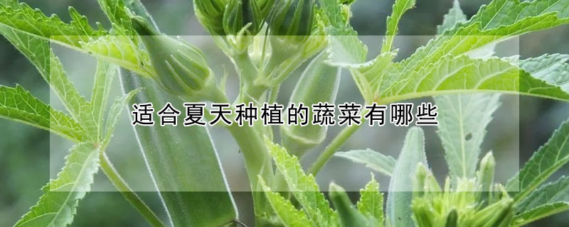 適合夏天種植的蔬菜有哪些