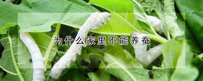 為什么家里不能養(yǎng)蠶