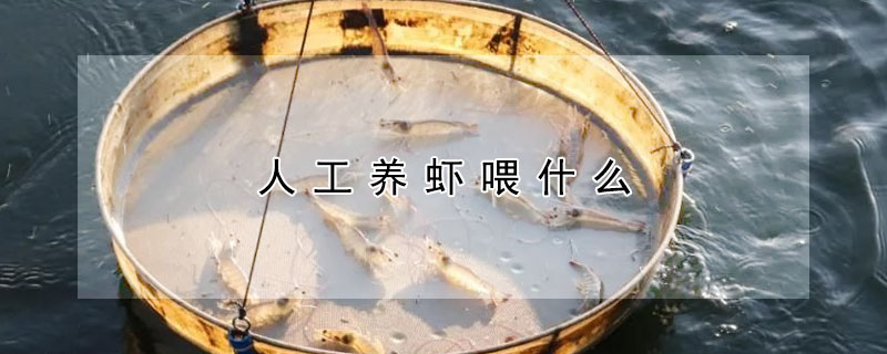 人工養(yǎng)蝦喂什么