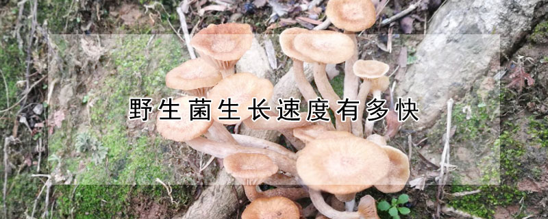 野生菌生長(zhǎng)速度有多快