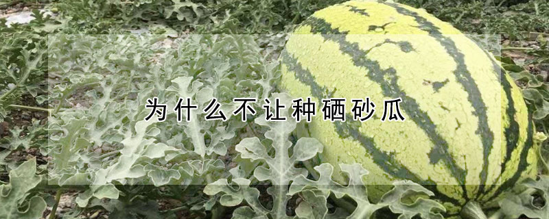 為什么不讓種硒砂瓜