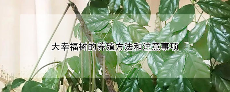 大幸福樹的養殖方法和注意事項