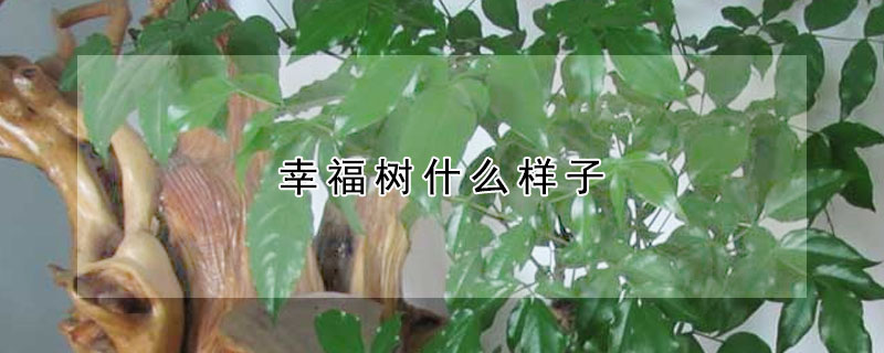 幸福樹什么樣子