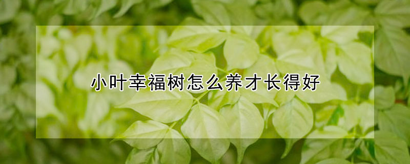 小葉幸福樹怎么養(yǎng)才長得好