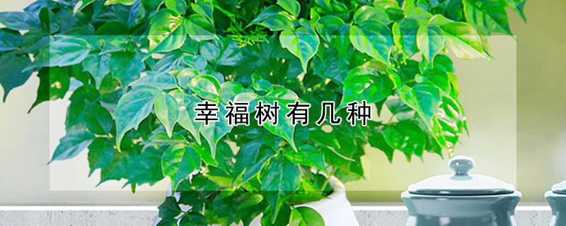 幸福樹有幾種