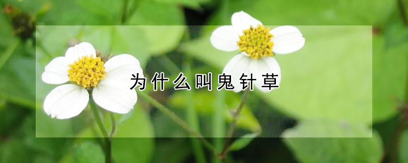 為什么叫鬼針草