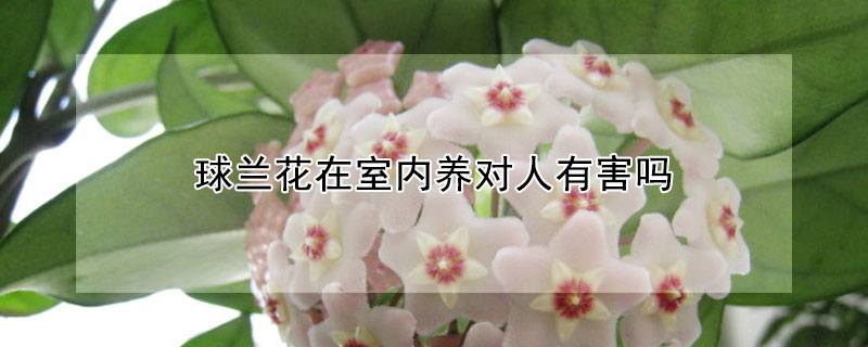 球蘭花在室內養對人有害嗎