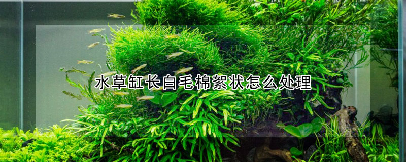 水草缸長白毛棉絮狀怎么處理