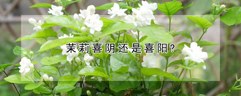 茉莉喜陰還是喜陽(yáng)?