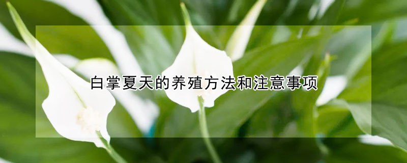 白掌夏天的養(yǎng)殖方法和注意事項