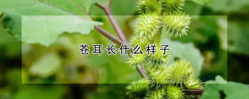 蒼耳長什么樣子