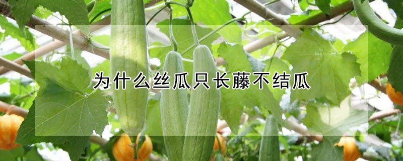 為什么絲瓜只長(zhǎng)藤不結(jié)瓜