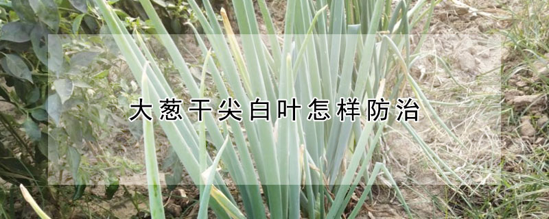 大蔥干尖白葉怎樣防治