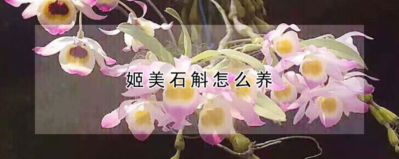 姬美石斛怎么養(yǎng)