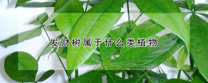 發財樹屬于什么類植物