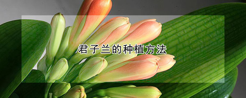 君子蘭的種植方法