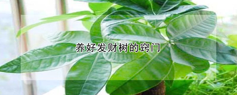 養(yǎng)好發(fā)財樹的竅門