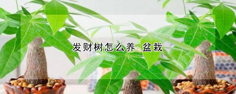 發(fā)財樹怎么養(yǎng) 盆栽