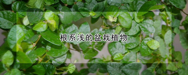 根系淺的盆栽植物