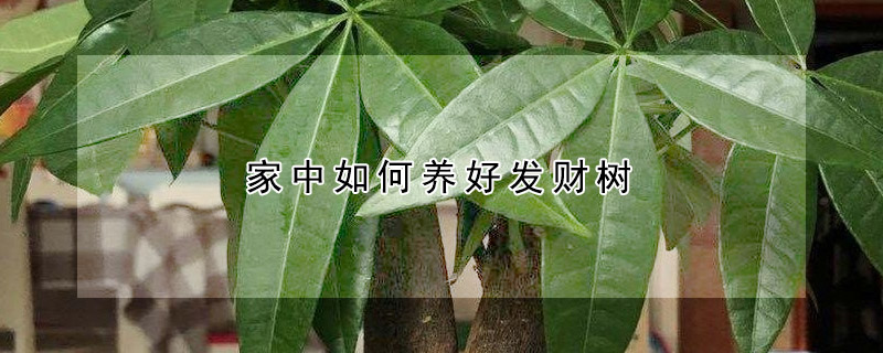 家中如何養(yǎng)好發(fā)財(cái)樹