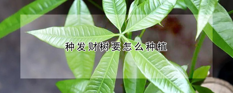 種發財樹要怎么種植