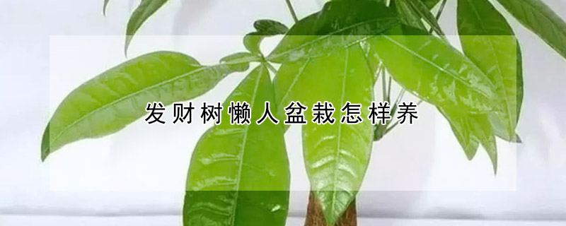 發(fā)財樹懶人盆栽怎樣養(yǎng)