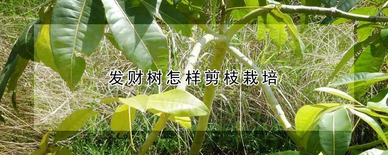 發財樹怎樣剪枝栽培