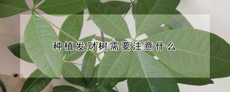 種植發財樹需要注意什么