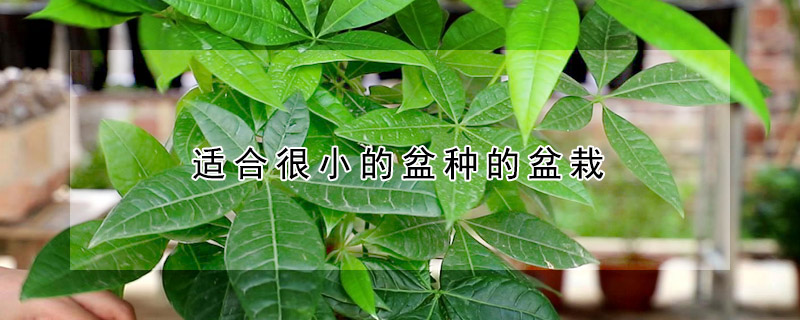 適合很小的盆種的盆栽