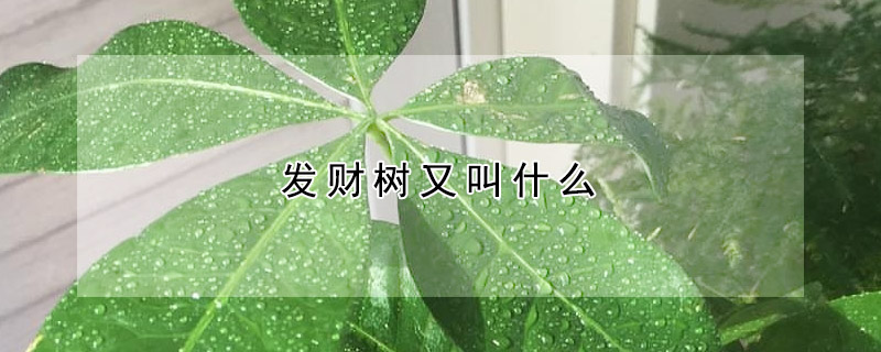 發財樹又叫什么