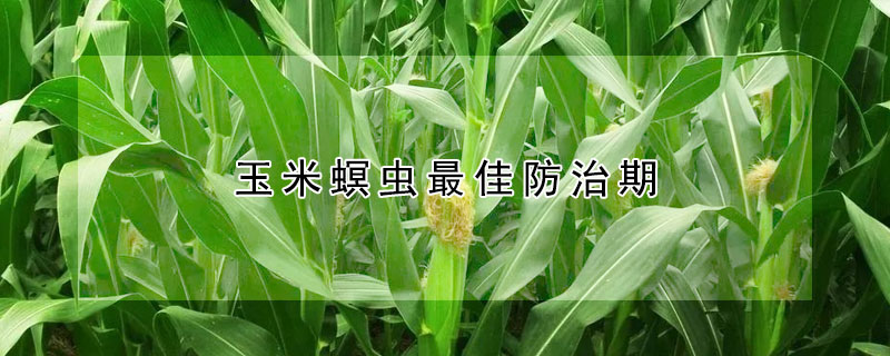 玉米螟蟲最佳防治期