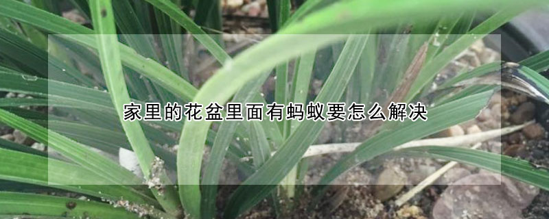 家里的花盆里面有螞蟻要怎么解決